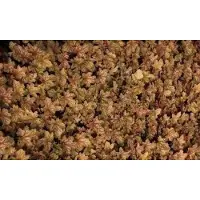 GRDplanten 6 x Heuchera hybr. 'Ginger Ale' - Purpurglöckchen - Topf 9 x 9 cm