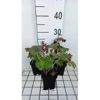 GRDplanten 6 x Darmera peltata (peltiphyllum pelt.) - Darmera - Topf 9 x 9 cm