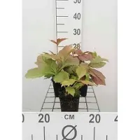 GRDplanten 6 x Rodgersia pod. 'Braunlaub' - Schaublatt - Topf 9 x 9 cm