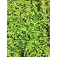 GRDplanten 6 x Dryopteris aff. 'Crispa' - Gewellte Wurmfarn - Topf 9 x 9 cm