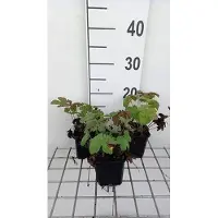 GRDplanten 6 x Geranium hybr. 'Chantilly' - Storchenschnabel - Topf 9 x 9 cm