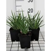 GRDplanten 6 x Sisyrinchium angustifolium - Grasschwertel - Topf 9 x 9 cm