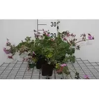 GRDplanten 6 x Geranium cant. 'Cambridge' - Geranie- Topf 9 x 9 cm