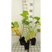 GRDplanten 6 x Hosta hybr. 'Guacamole' - Hosta - Topf 9 x 9 cm