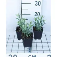 GRDplanten 6 x Perovskia atripl. 'Little Spire' - Blauraute - Topf 9 x 9 cm