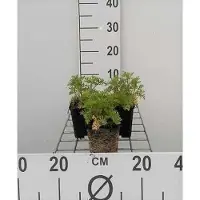 GRDplanten 6 x Malva mosch. 'Alba' - Malve - Topf 9 x 9 cm