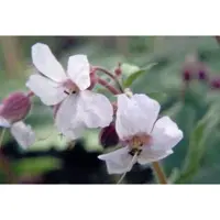 GRDplanten 6 x Geranium cant. 'Biokovo' - Storchenschnabel- Topf 9 x 9 cm