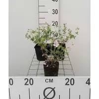 GRDplanten 6 x Geranium sang. 'Striatum' - Storchenschnabel - Topf 9 x 9 cm