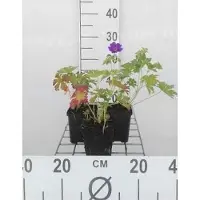 GRDplanten 6 x Geranium hybr. 'Blue Blood' - Storchenschnabel - Topf 9 x 9 cm
