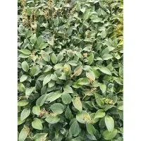 GRDplanten 6 x Hosta hybr. 'Canadian Blue' - Hosta - Topf 9 x 9 cm