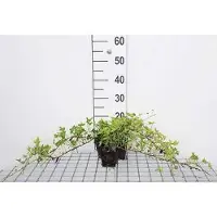 GRDplanten 12 x Hedera helix 'Green Ripple' - Efeu 'Green Ripple - Topf 9 cm x 9 cm