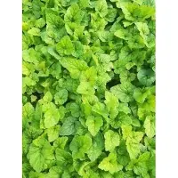 GRDplanten 6 x Tiarella hybr. 'Tiger Stripe' - Schaumblüte - Topf 9 x 9 cm