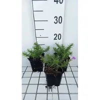 GRDplanten 6 x Phlox (s) 'Purple Beauty' - Flammenblume - Topf 9 x 9 cm