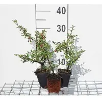 GRDplanten 12 x Cotoneaster suec. 'Coral Beauty' - Schwedische Zwergmispel 'Coral Beauty - Topf 9 cm x 9 cm