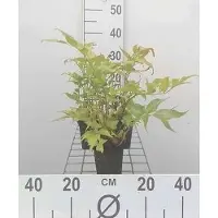 GRDplanten 6 x Cyrtomium falcatum (polystichum falc.) - Bogen Sichelfarn - Topf 9 x 9 cm