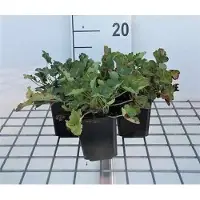 GRDplanten 6 x Heuchera sang. 'Leuchtkäfer' - Purpurglöckchen - Topf 9 x 9 cm