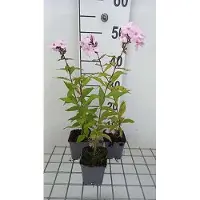 GRDplanten 6 x Phlox (p) 'Rosa Pastell' - Flammenblume - Topf 9 x 9 cm