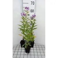GRDplanten 6 x Phlox (p) 'Uspech' - Flammenblume - Topf 9 x 9 cm