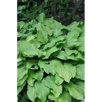 GRDplanten 6 x Hosta hybr. 'Honeybells' - Hosta - Topf 9 x 9 cm