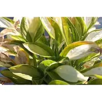GRDplanten 6 x Hosta hybr. 'Gipsy Rose' - Hosta - Topf 9 x 9 cm