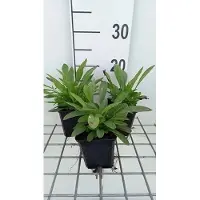 GRDplanten 6 x Coreopsis grand. 'Sonnenkind' - Mädchenauge - Topf 9 x 9 cm