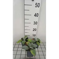 GRDplanten 6 x Salvia argentea - Sternmoos - Topf 9 x 9 cm