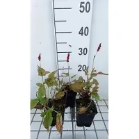 GRDplanten 6 x Persicaria ampl. 'Anne's Choice' - Kerzenknöterich - Topf 9 x 9 cm