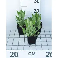 GRDplanten 6 x Rudbeckia fulgida var. deamii - Sonnenhut - Topf 9 x 9 cm
