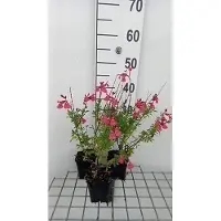 GRDplanten 6 x Salvia greggii 'Lipstick' - Sternmoos - Topf 9 x 9 cm