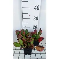 GRDplanten 6 x Bergenia hybr. 'Ouverture' - pseudodictamnus - Topf 9 x 9 cm