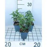 GRDplanten 6 x Monarda hybr. 'Scorpion' - Indianernessel - Topf 9 x 9 cm