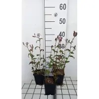 GRDplanten 6 x Tricyrtis formosana - Krötenlilie - Topf 9 x 9 cm