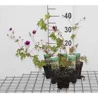 GRDplanten 6 x Geranium hybr. 'Ann Folkard' - Storchenschnabel - Topf 9 x 9 cm