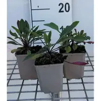 GRDplanten 6 x Hesperis matr. 'Alba' - Gewöhnliche Nachtviole - Topf 9 x 9 cm