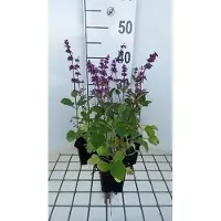 GRDplanten 6 x Salvia vert. 'Endless Love' - Sternmoos - Topf 9 x 9 cm