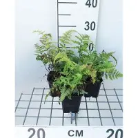GRDplanten 6 x Athyrium nip. 'Metallicum' ( 'pictum') - Japanischer Regenbogenfarn 'Metallicum' - Topf 9 x 9 cm