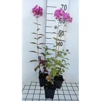 GRDplanten 6 x Phlox amplifolia 'Winnetou' - Flammenblume - Topf 9 x 9 cm