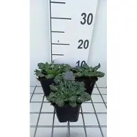 GRDplanten 6 x Eryngium variifolium - Mannstreu - Topf 9 x 9 cm