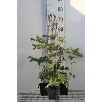 GRDplanten 6 x Astilbe chin. 'Superba' - Prachtspiere - Topf 9 x 9 cm
