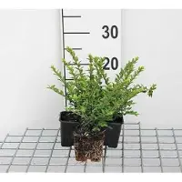 GRDplanten 12 x Lonicera nit. 'Maigruen' - Immergrünes Heckengeißblatt 'Maigrün - Topf 9 cm x 9 cm