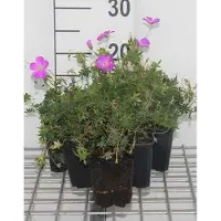 GRDplanten 6 x Geranium sanguineum - Storchenschnabel- Topf 9 x 9 cm
