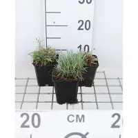 GRDplanten 6 x Dianthus gratianopolitanus (caesius) - Nelke - Topf 9 x 9 cm