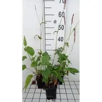 GRDplanten 6 x Persicaria ampl. 'Rowden Gem' - Kerzenknöterich - Topf 9 x 9 cm