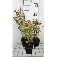 GRDplanten 6 x Nepeta kubanica - Katzenminze - Topf 9 x 9 cm
