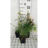 GRDplanten 6 x Linaria vulgaris - Leinkraut - Topf 9 x 9 cm