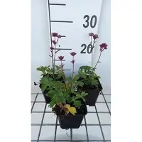GRDplanten 6 x Astrantia major 'Star of Love' - Sterndolde - Topf 9 x 9 cm