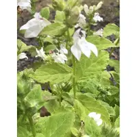 GRDplanten 6 x Lobelia siph. 'Alba' - Weiße Blaue Lobelie - Topf 9 x 9 cm