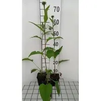 GRDplanten 6 x Echinacea purp. 'Summer Cocktail' - Sonnenhut - Topf 9 x 9 cm