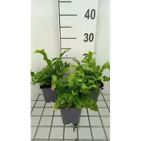 GRDplanten 6 x Asplenium scol. 'Cristata' - Kamm-Zungenfarn - Topf 9 x 9 cm