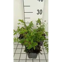 GRDplanten 6 x Thelypteris palustris ( dryopteris pal.) - Sumpffarn - Topf 9 x 9 cm